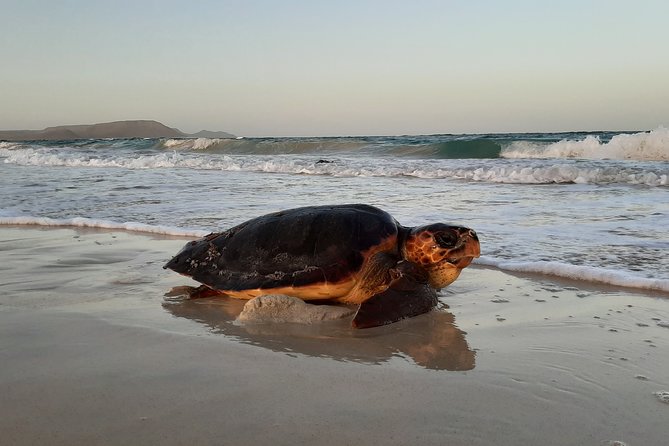 Turtle Watching Adventure - Turtle Watching Highlights
