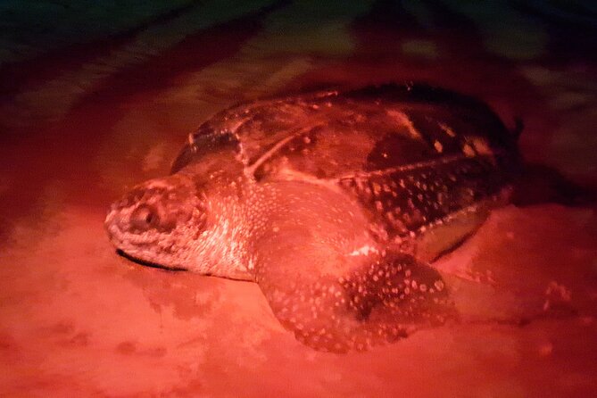 Turtle Watching - Overview of the Tour