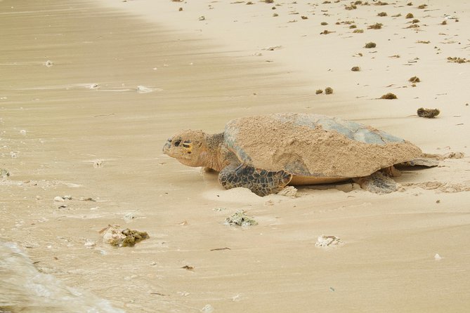 Turtle Watching - Tour Features