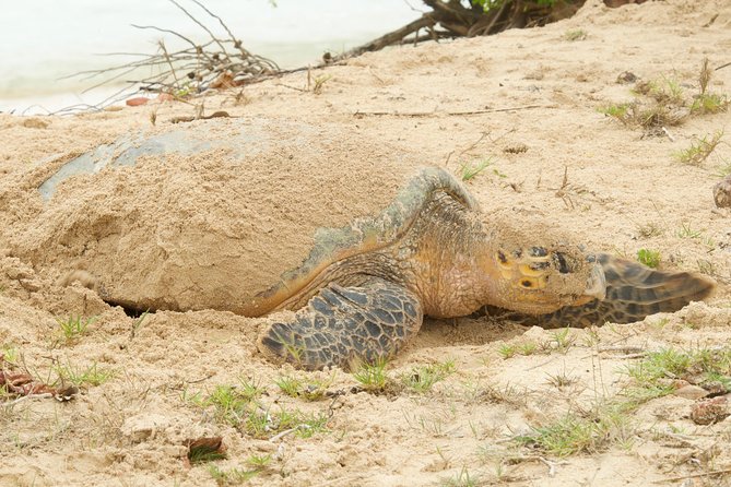 Turtle Watching - Reviews and Ratings