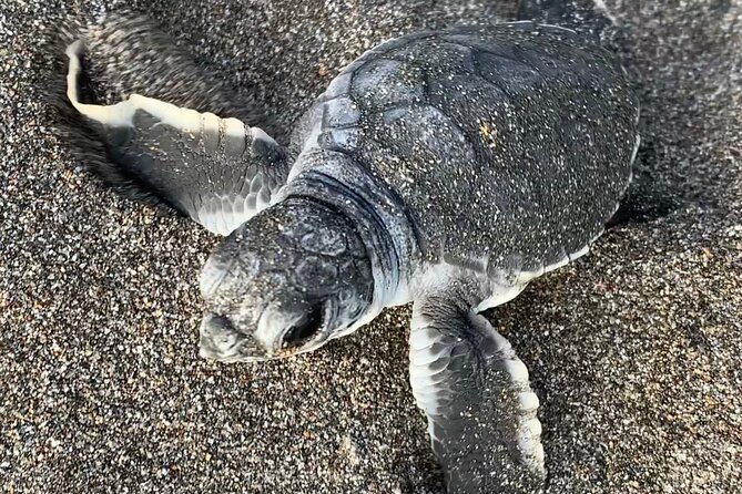 Turtle Watching in Their Natural Habitat in Tortuguero - Nesting Process Observations