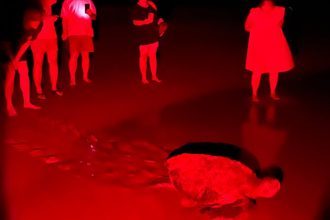 Turtle Watching Night Tours With Expert Naturalist - Health and Safety Guidelines