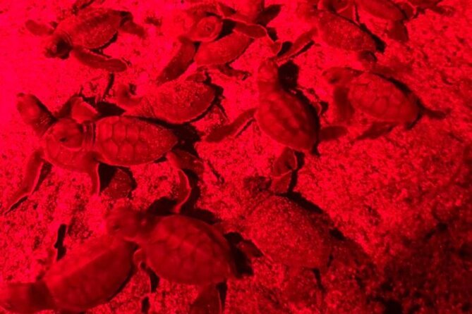 Turtle Watching Night Tours With Expert Naturalist - Expert Naturalist-Led Tours