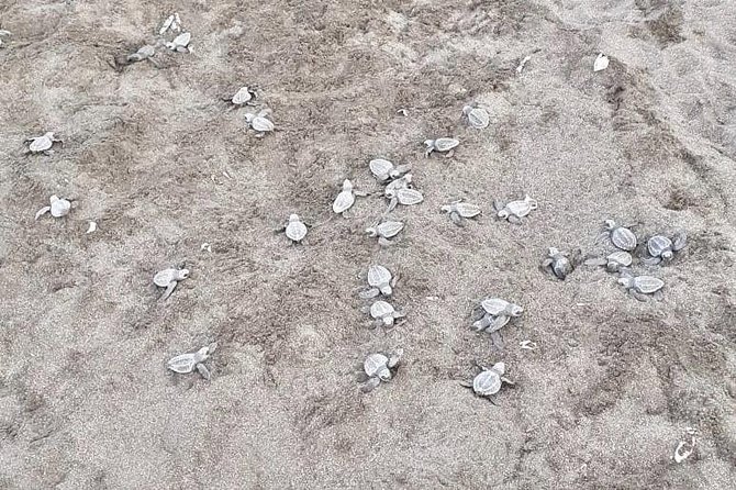 Turtle Watching Tour - Experience Highlights