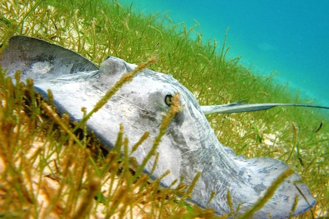 Turtles and Cenote From Riviera Maya - Inclusions and Exclusions