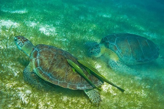 Turtles and Cenote From Riviera Maya - Pickup and Transportation