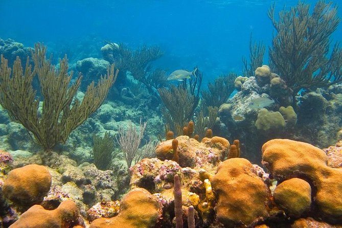Turtles and Cenote From Riviera Maya - Exploring the Cenote