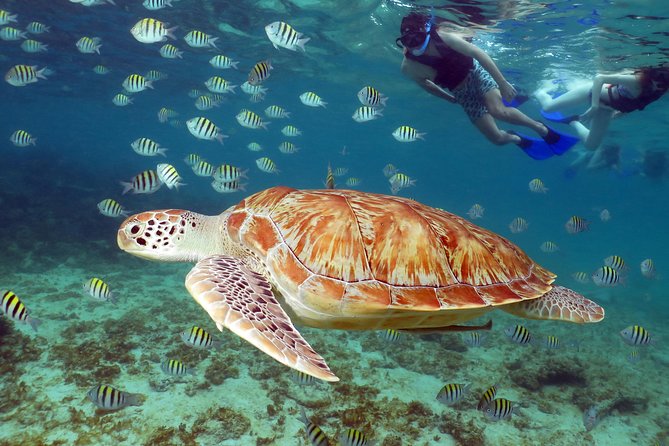 Turtles and Cenote Snorkeling Activity From Riviera Maya - Snorkeling Experience