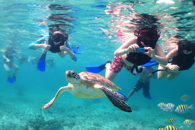 Turtles and Cenote Snorkeling Activity From Riviera Maya - Inclusions and Pricing