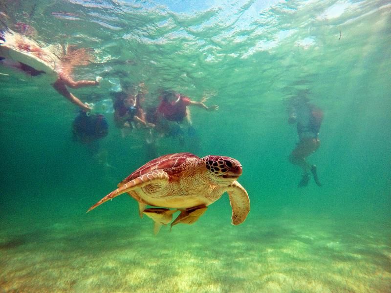 Turtles and Cenotes Tour - Activity Highlights
