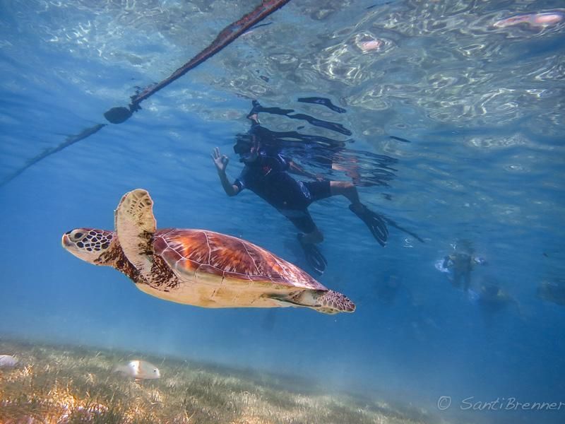 Turtles and Cenotes Tour - Pricing and Policies