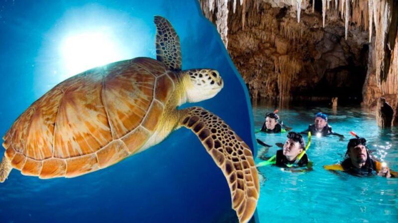 Turtles and Cenotes Tour - Included Experiences