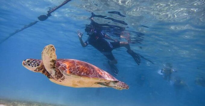 Turtles and Cenotes Tour - Frequently Asked Questions
