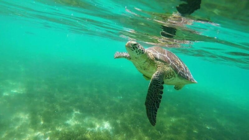 Turtles+ ATV & Cenote (Transportation Included) - Key Points