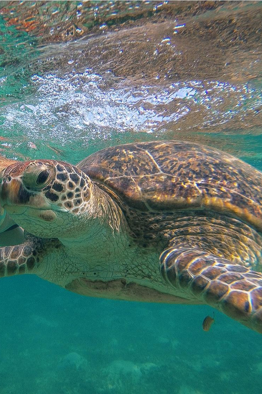 Turtles+ ATV & Cenote (Transportation Included) - Participant Eligibility