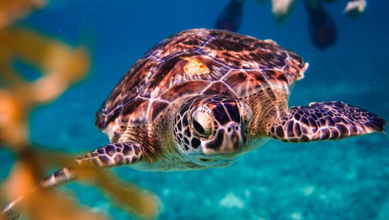 Turtles & Cenotes Half-Day Tour From Riviera Maya. - Inclusions