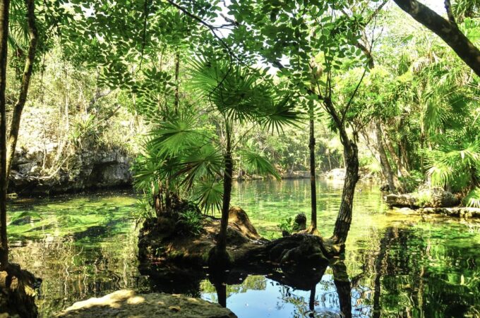 Turtles & Cenotes Half-Day Tour From Riviera Maya. - Snorkeling With Sea Turtles