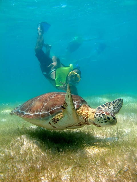 Turtles & Cenotes Private Tour - Inclusions