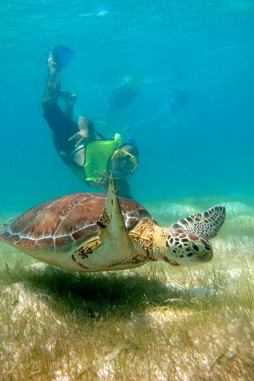 Turtles & Cenotes Private Tour - What to Bring