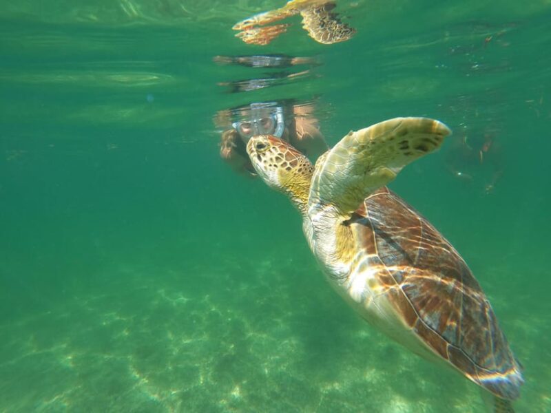Turtles & Cenotes Private Tour - Frequently Asked Questions