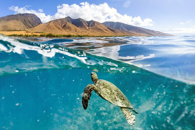 Turtles & Tacos Luxury Catamaran Snorkel - Inclusions