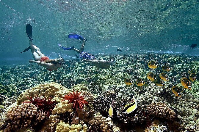 Turtles & Tacos Luxury Catamaran Snorkel - Additional Information