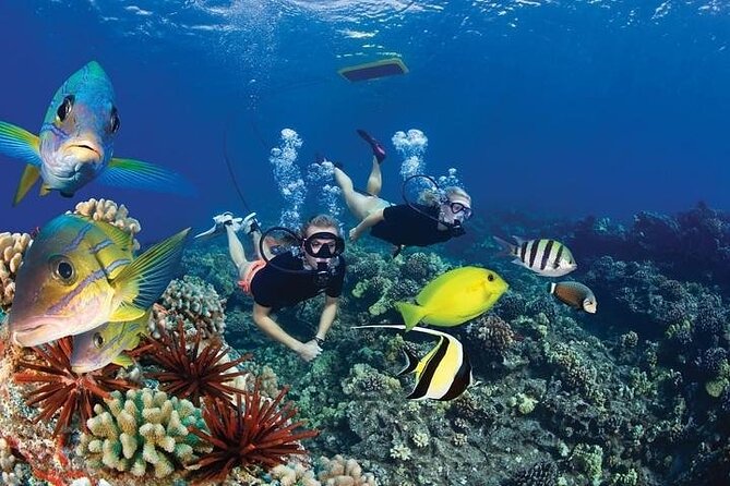 Turtles & Tacos Luxury Catamaran Snorkel - Snorkeling Adventure