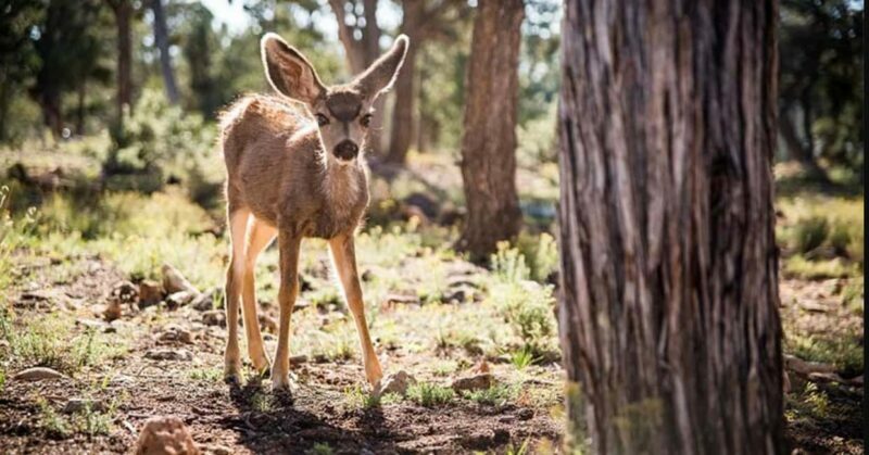 Tusayan: Grand Canyon National Park Off Road Journey - The Itinerary in Detail
