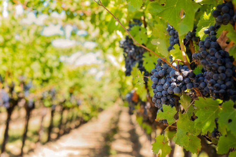 Tuscany: Chianti Wine Paradise Tour - Experience Highlights