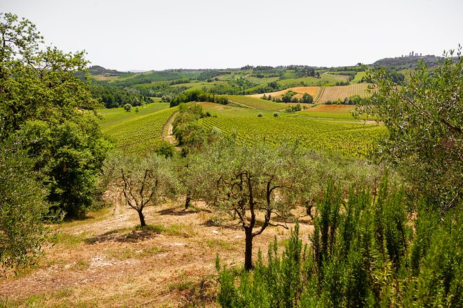 Tuscany Day Trip From Florence: Siena, San Gimignano, Pisa and Lunch at a Winery - Pisas Cathedral Square