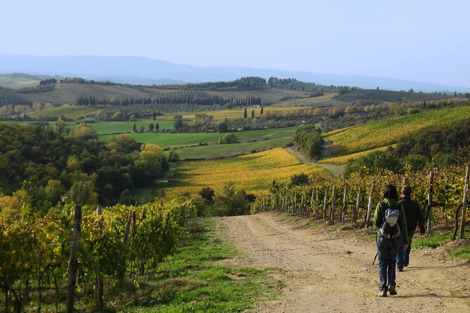 Tuscany Hiking Tour From Siena Including Wine Tasting - Air-Conditioned Minivan Transportation
