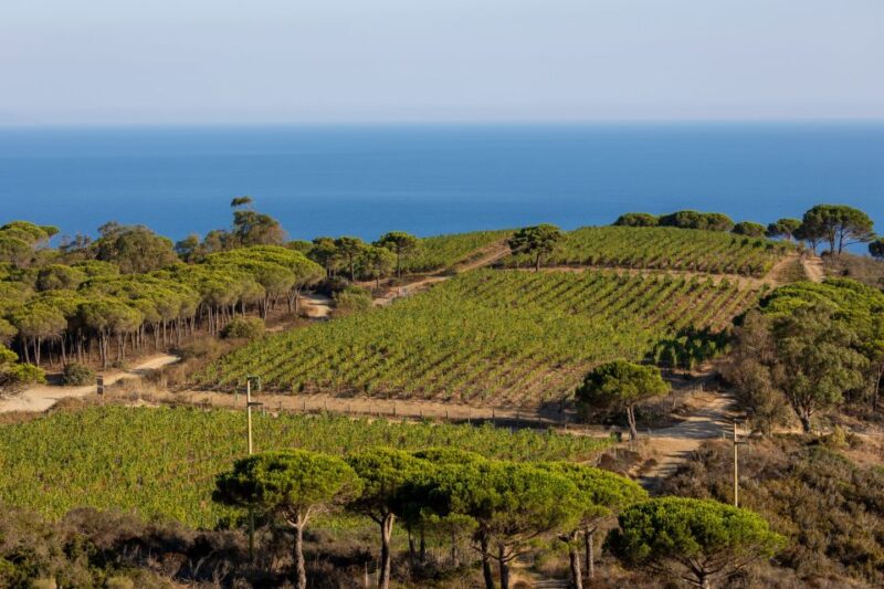 Tuscany: Ripalte Design Winery Wine and Cheese Tasting Tour - Experience Highlights