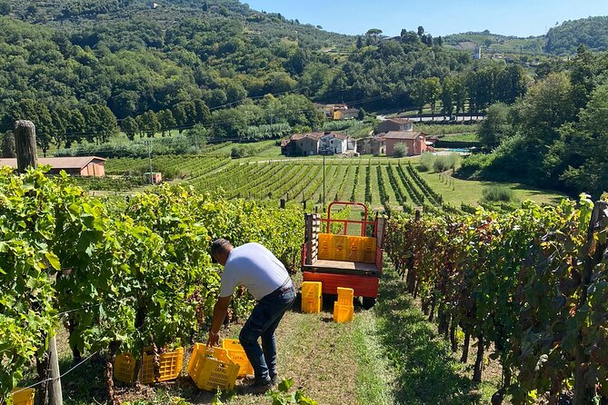 Tuscany Secret Winery Tastings and Lunch Group Tour From Lucca  - Pisa - Discovering Pisas Hidden Gems