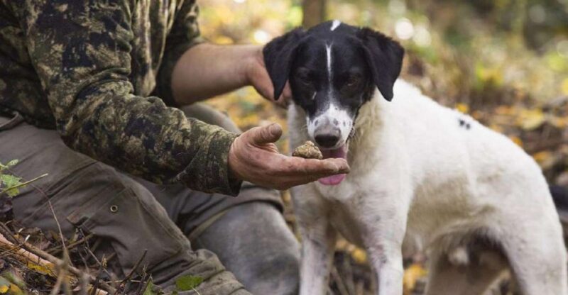 Tuscany: Truffle Hunting and Meal at a Winery - Itinerary Details