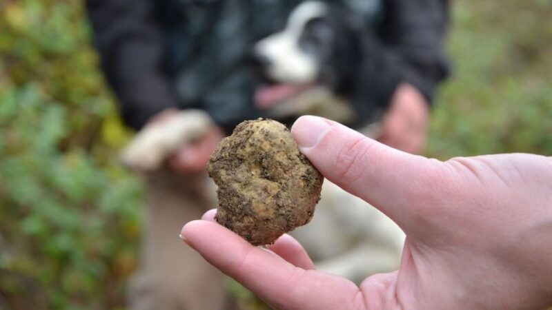 Tuscany: Truffle Hunting and Meal at a Winery - Participant Suitability