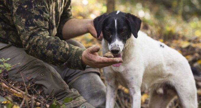 Tuscany: Truffle Hunting and Meal at a Winery - Minimum Participation