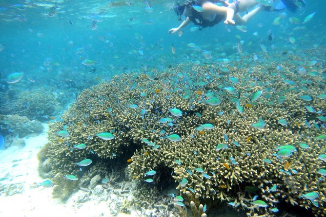 Twin Island Snorkeling Adventure at Hiltungan and Nalsuan - Good To Know