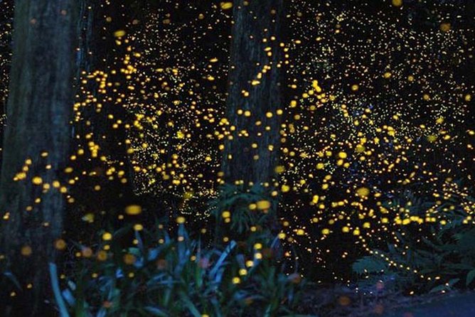 Twinkling Kuala Selangor Firefly Boat Tour From Kuala Lumpur - Accessibility and Recommendations