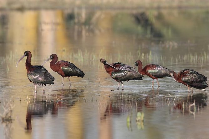 Two-day Birding Trip: Cape Kaliakra & Srebarna Lake - Important Trip Information