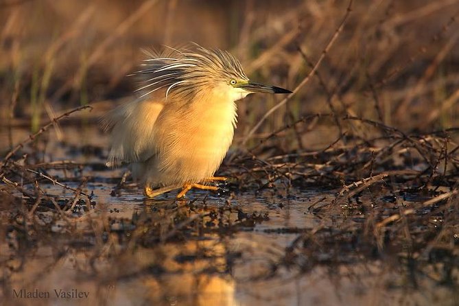 Two-day Birding Trip: Cape Kaliakra & Srebarna Lake - Day 1 Itinerary