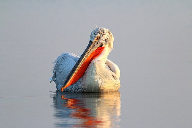 Two-day Birding Trip: Cape Kaliakra & Srebarna Lake - Worth The Stay
