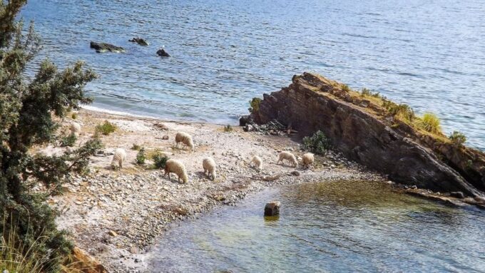 Two Day Lake Titicaca Tour With Homestay - Pickup and Accommodation