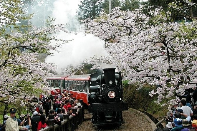Two-day Sun Moon Lake & Alishan Forest Park Tour Package - Exploring Alishan National Scenic Area