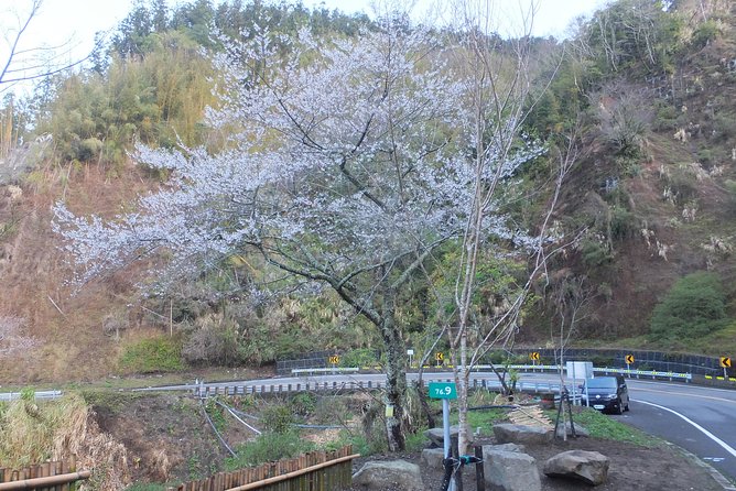 Two-day Sun Moon Lake & Alishan Forest Park Tour Package - Booking and Inquiry