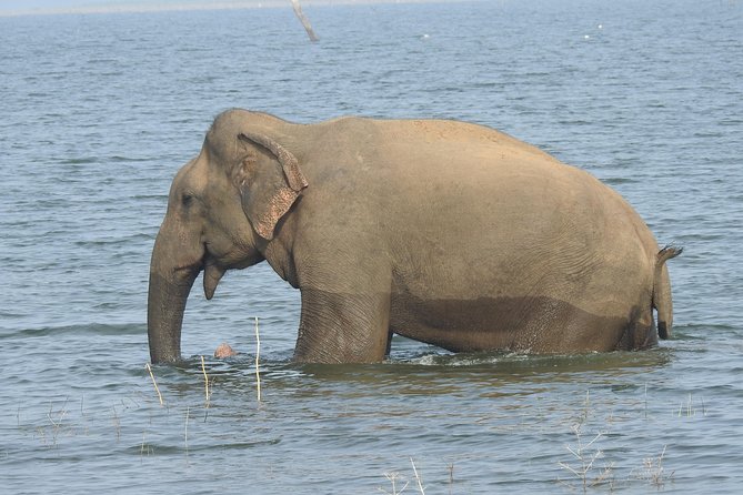 Two Day Udawalawa National Park Tour - Exploring Udawalawa National Park