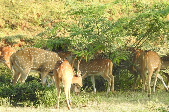 Two Day Udawalawa National Park Tour - What to Bring and Wear