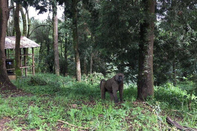Two Days Lake Wenchi and Menagesha Forest - Tips for Travelers