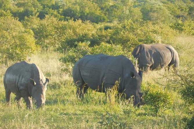 Two Days, One Night Tour: Blyde River to Kruger National Park - Traveler Feedback