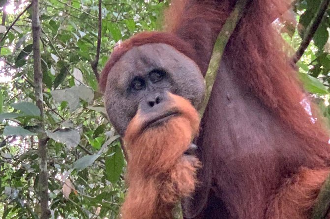 Two Days Orangutans Adventure in Gunung Leuser - Accessibility and Restrictions