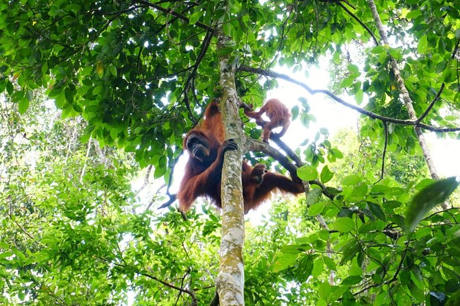 Two Days Orangutans Adventure in Gunung Leuser - Pricing and Cancellation Policy